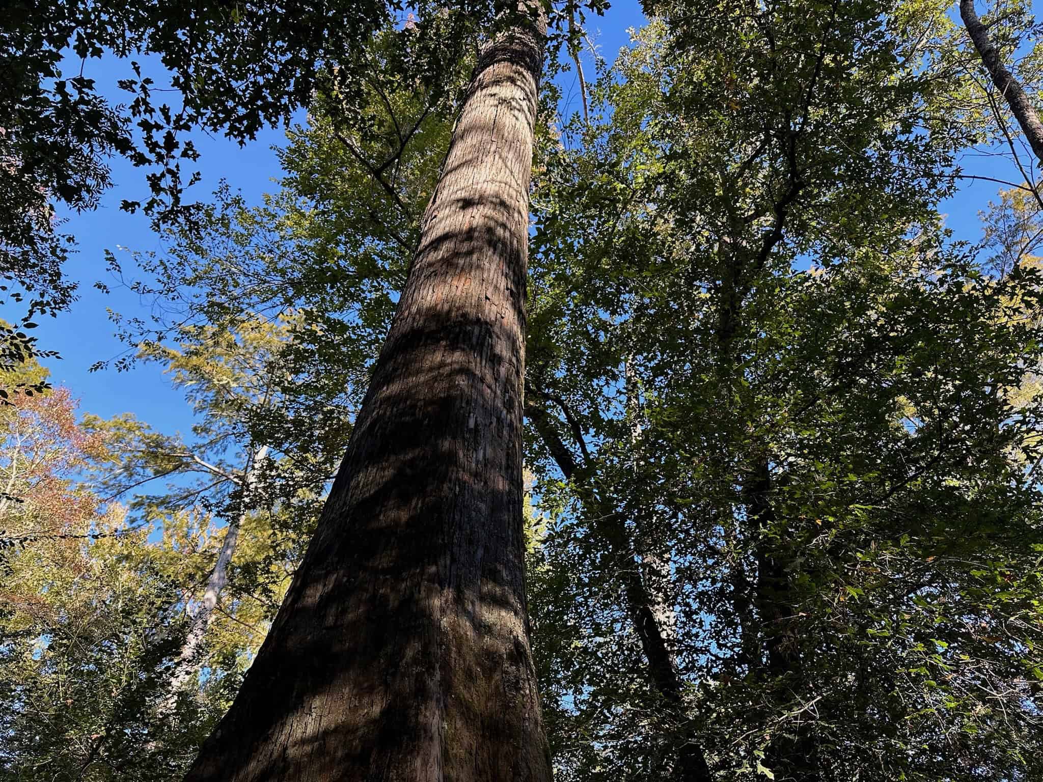Hunting and Timberland Tract for sale in North Louisiana