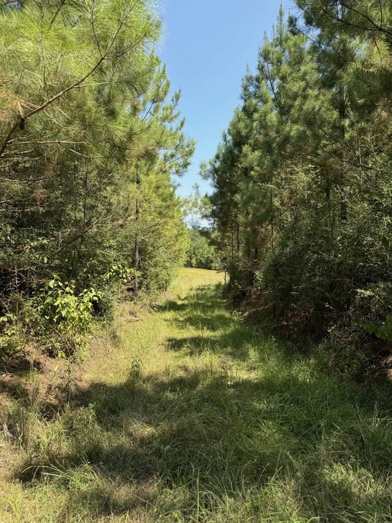 45 Acre Timberland Hunting Lincoln County South MS