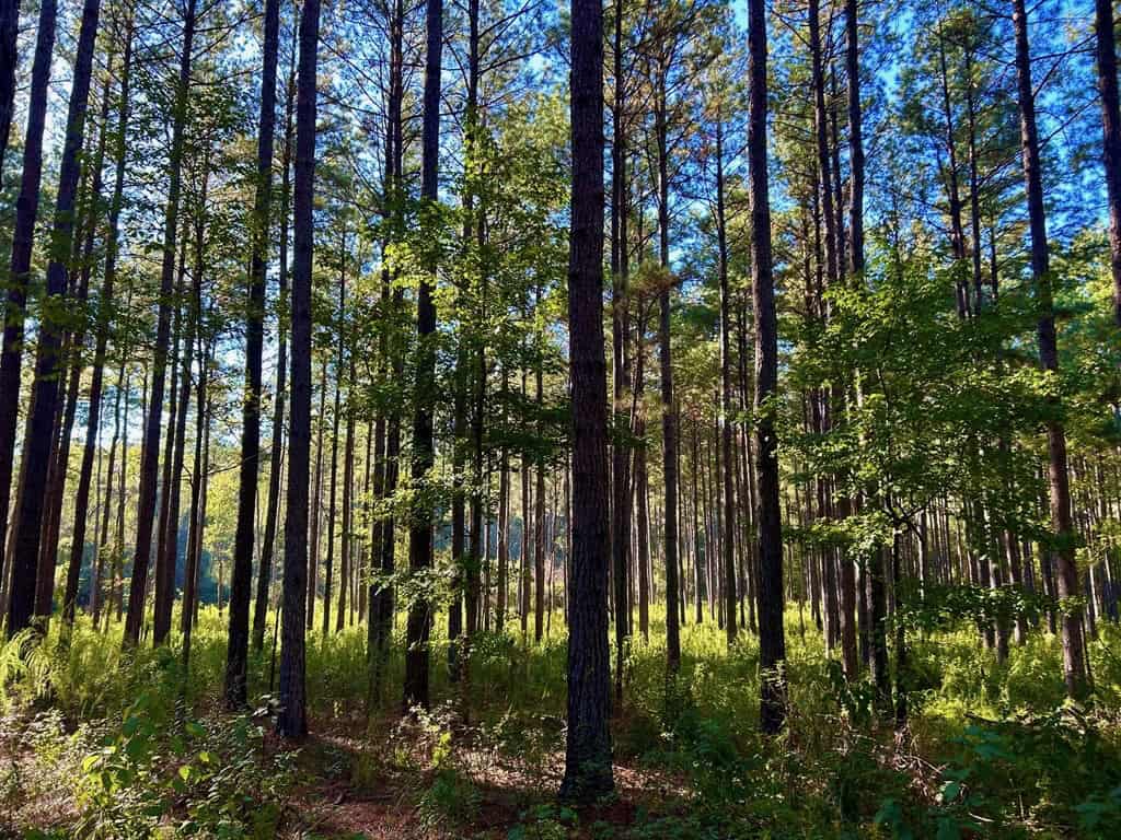 Smithdale MS 80+- Acres For Sale