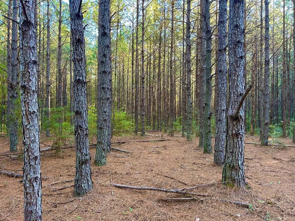 Smithdale MS 100+- Acres For Sale