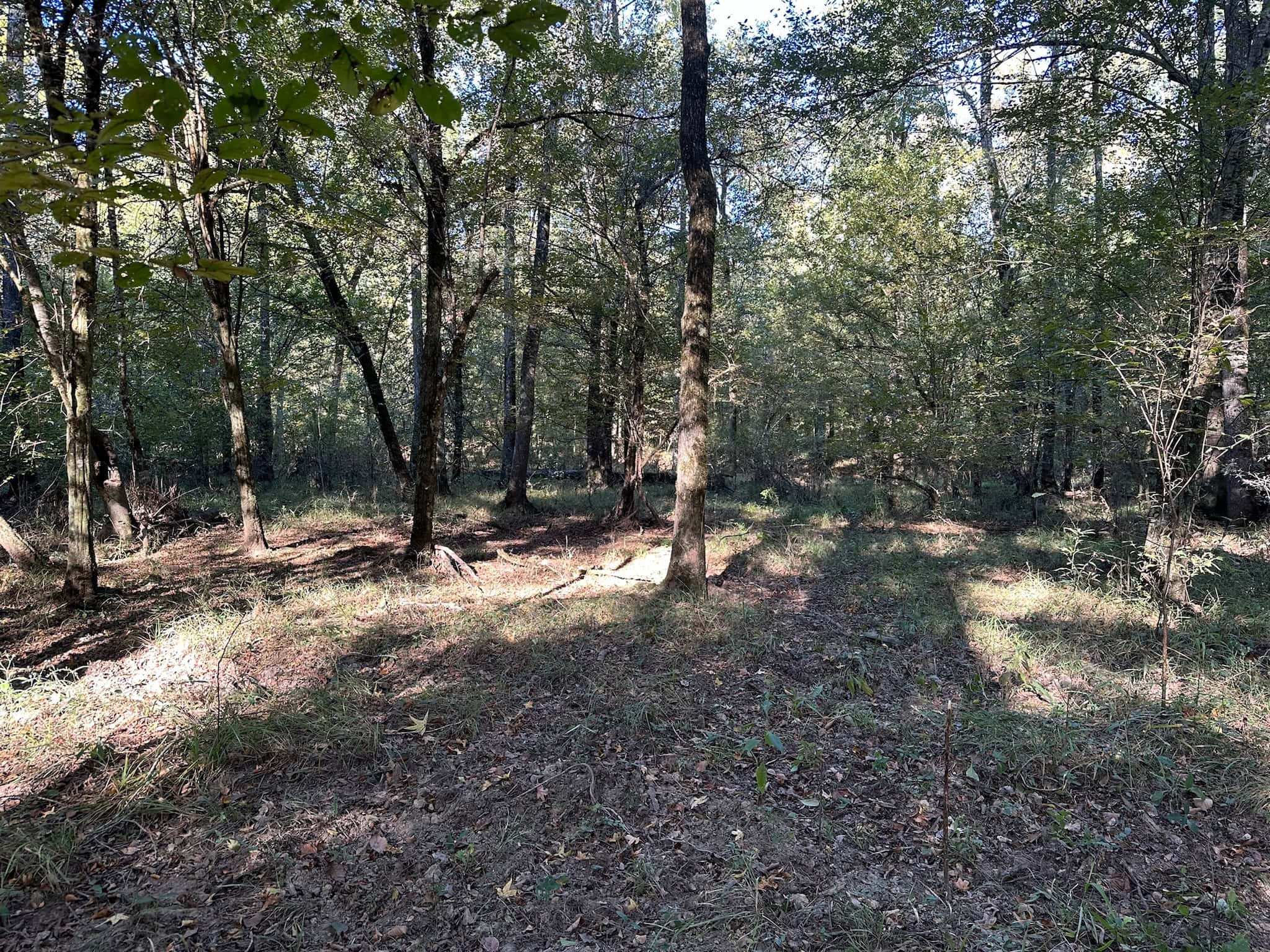 Hunting and Timberland Tract for sale in North Louisiana