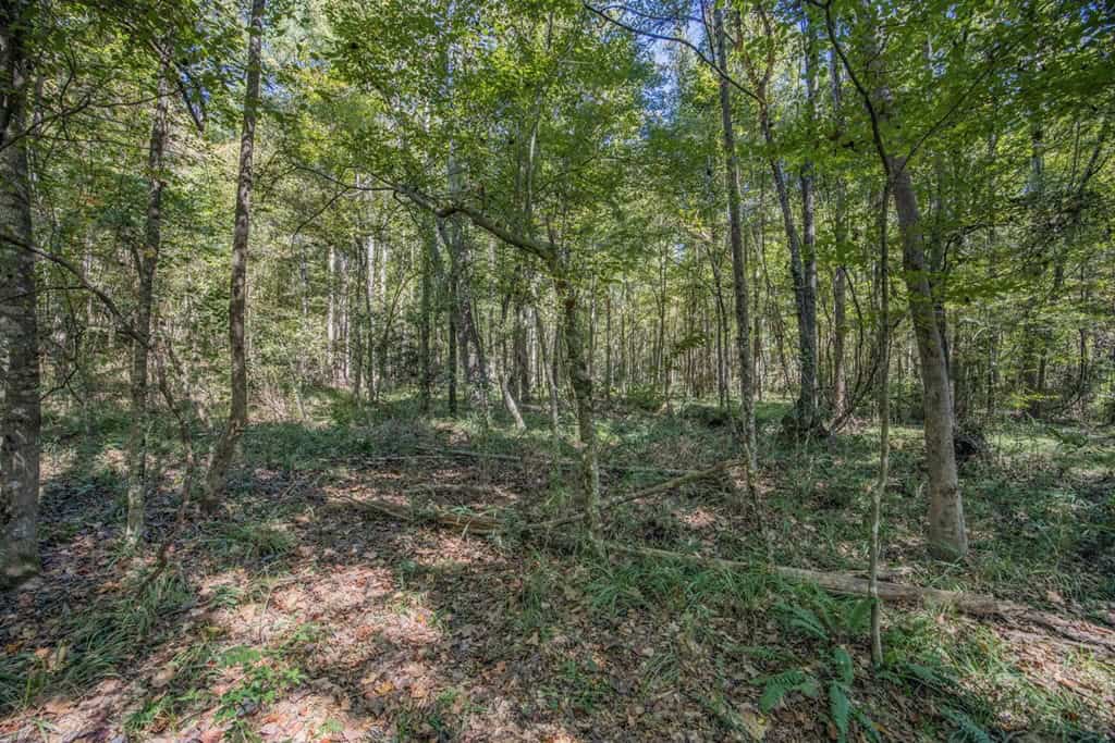 Affordable Hunting Property Adjoining National Forest