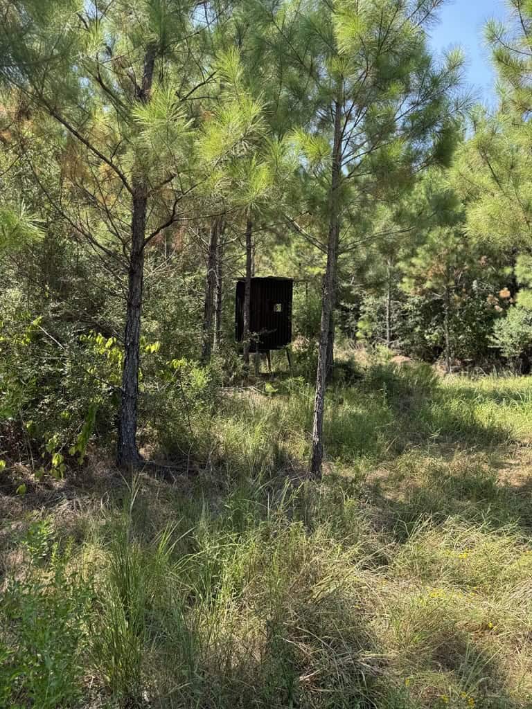 45 Acre Timberland Hunting Lincoln County South MS