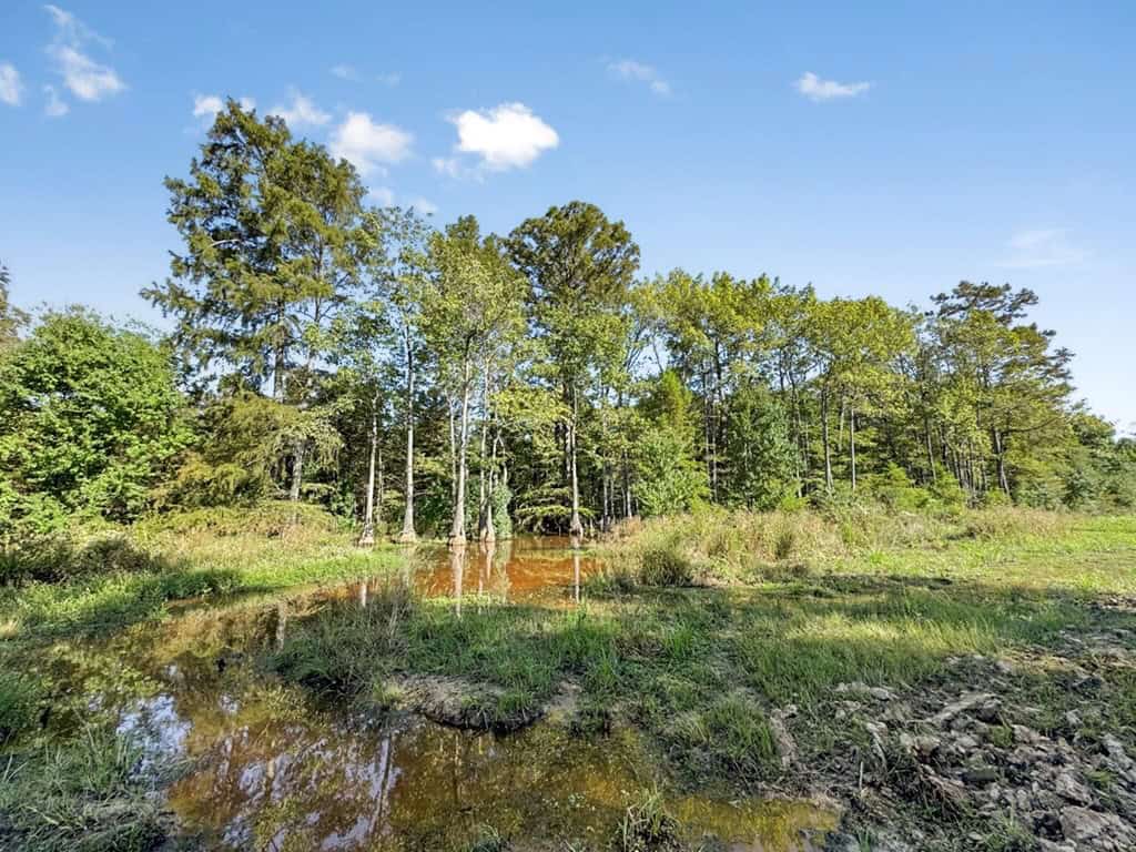 Hunting and Timberland for Sale in Ouachita Parish, LA