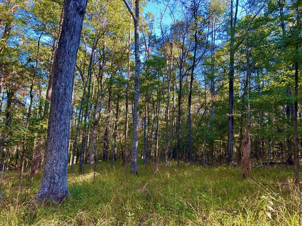 Smithdale MS 80+- Acres For Sale
