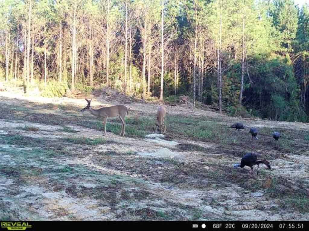 Turnkey Property in Amite County Connected to Caston Creek