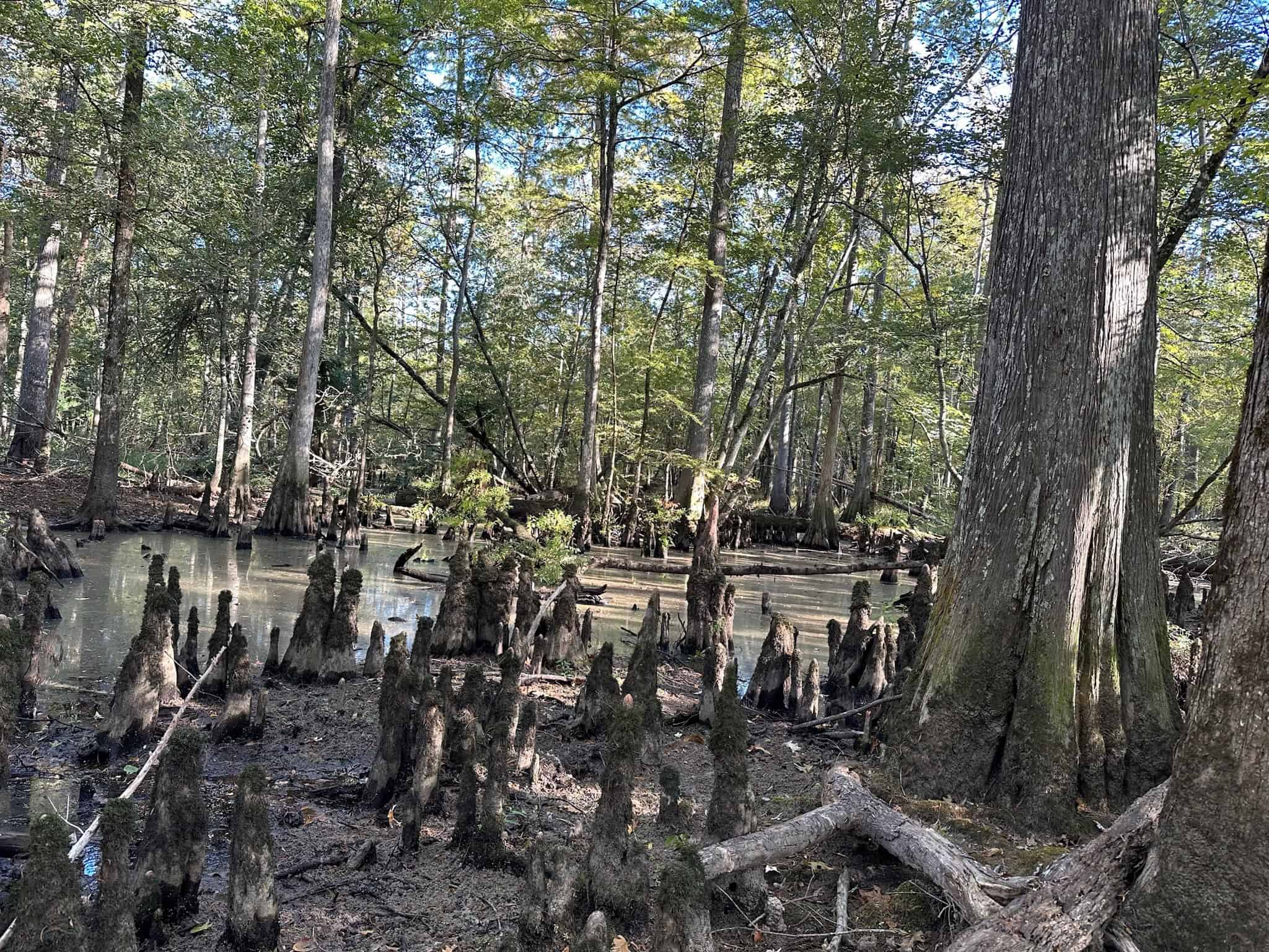 Hunting and Timberland Tract for sale in North Louisiana