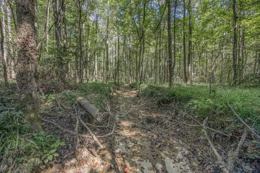 Affordable Hunting Property Adjoining National Forest