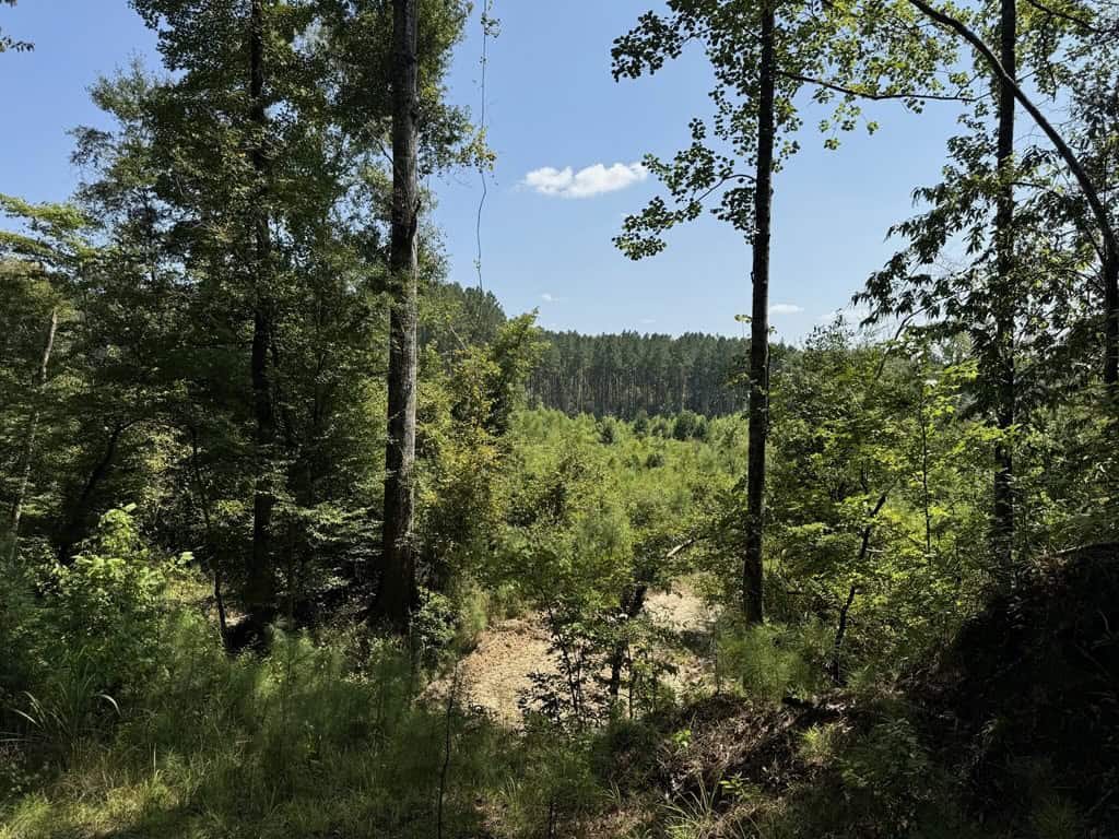45 Acre Timberland Hunting Lincoln County South MS