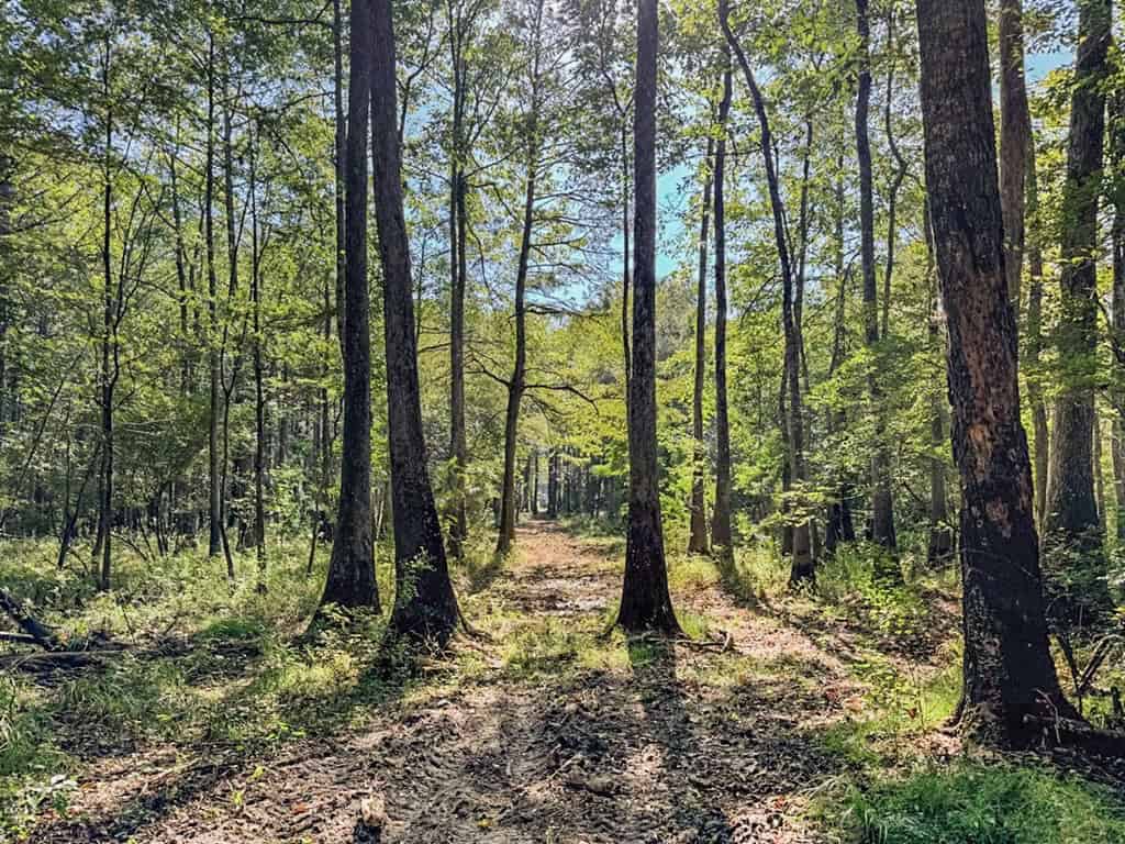 Hunting and Timberland for Sale in Ouachita Parish, LA