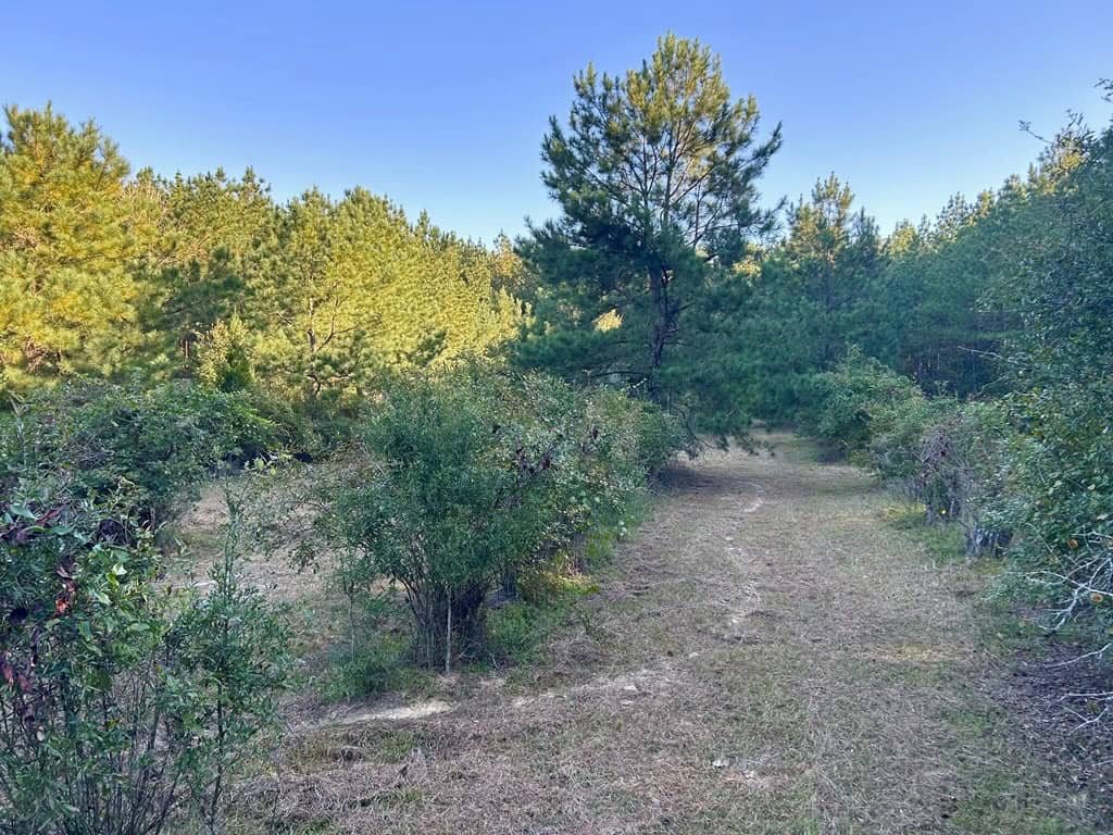 Smithdale MS 100+- Acres For Sale