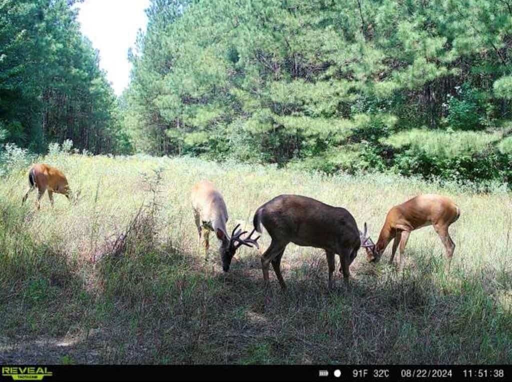 Turnkey Property in Amite County Connected to Caston Creek