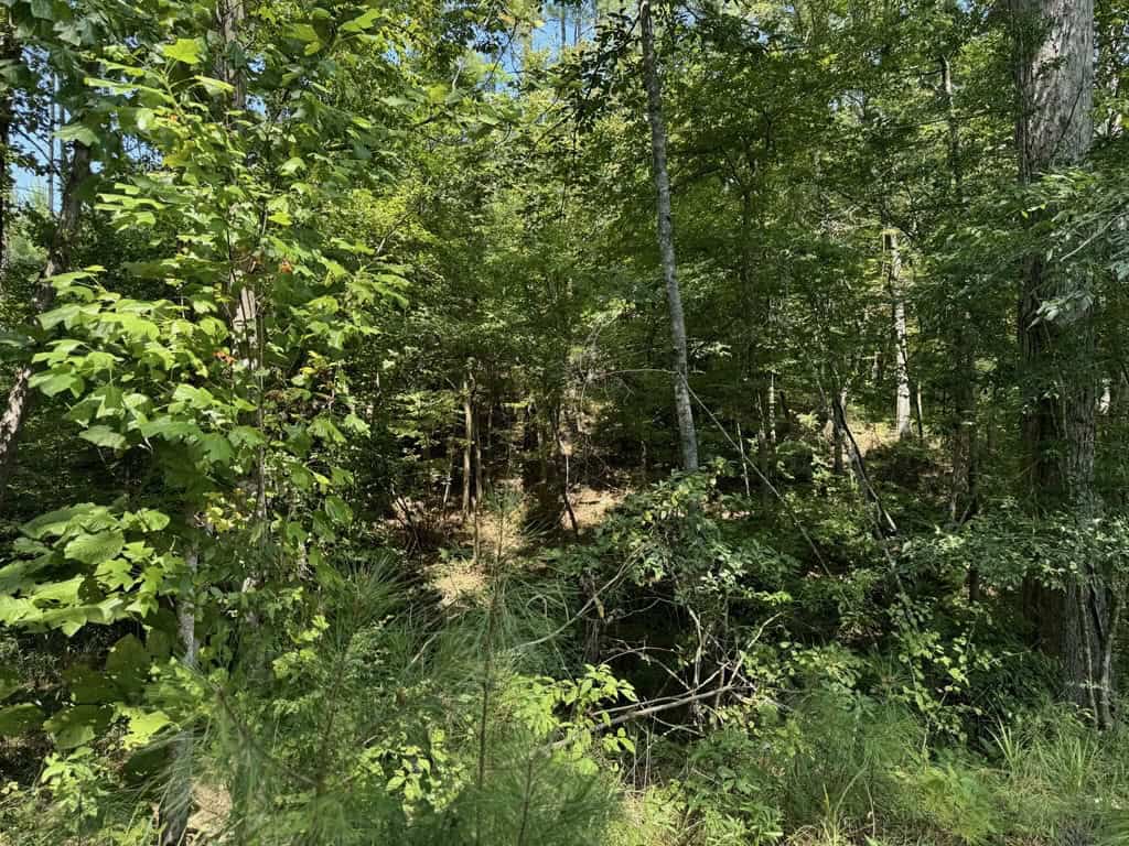 45 Acre Timberland Hunting Lincoln County South MS
