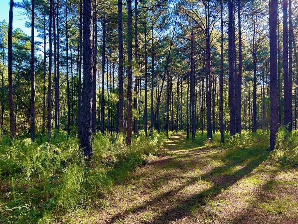 Smithdale MS 80+- Acres For Sale