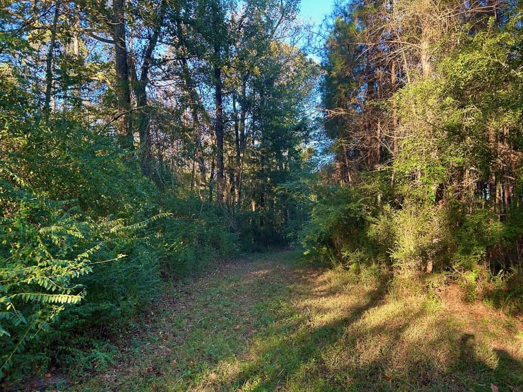 Smithdale MS 100+- Acres For Sale