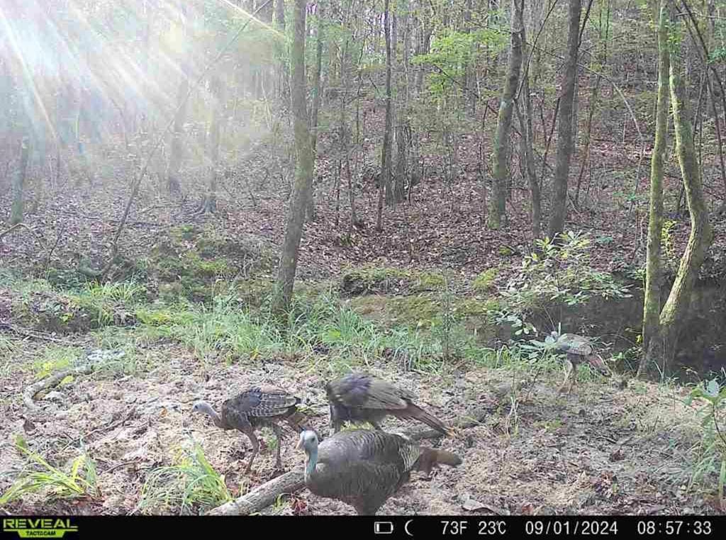 Turnkey Property in Amite County Connected to Caston Creek
