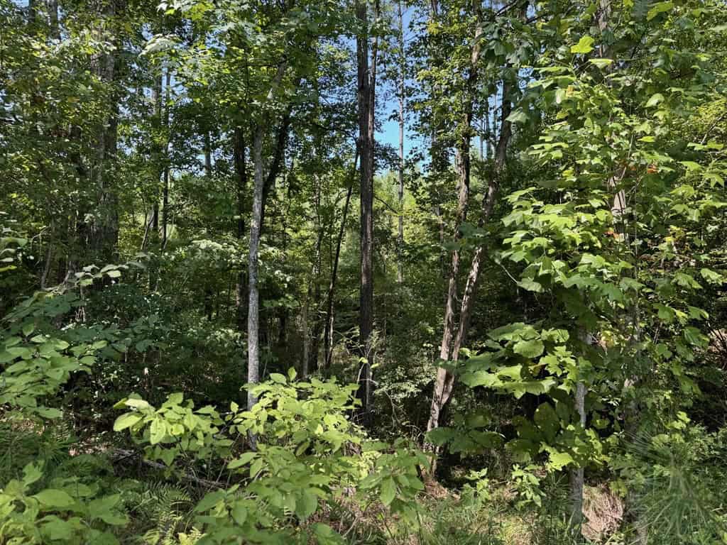 45 Acre Timberland Hunting Lincoln County South MS
