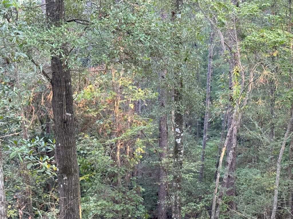 296 Acre Timberland for Sale with Creek Southwest MS