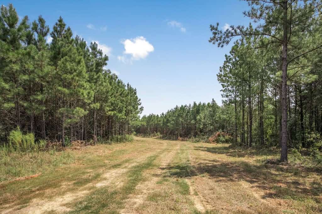137 Acres for Sale with Comite River Frontage