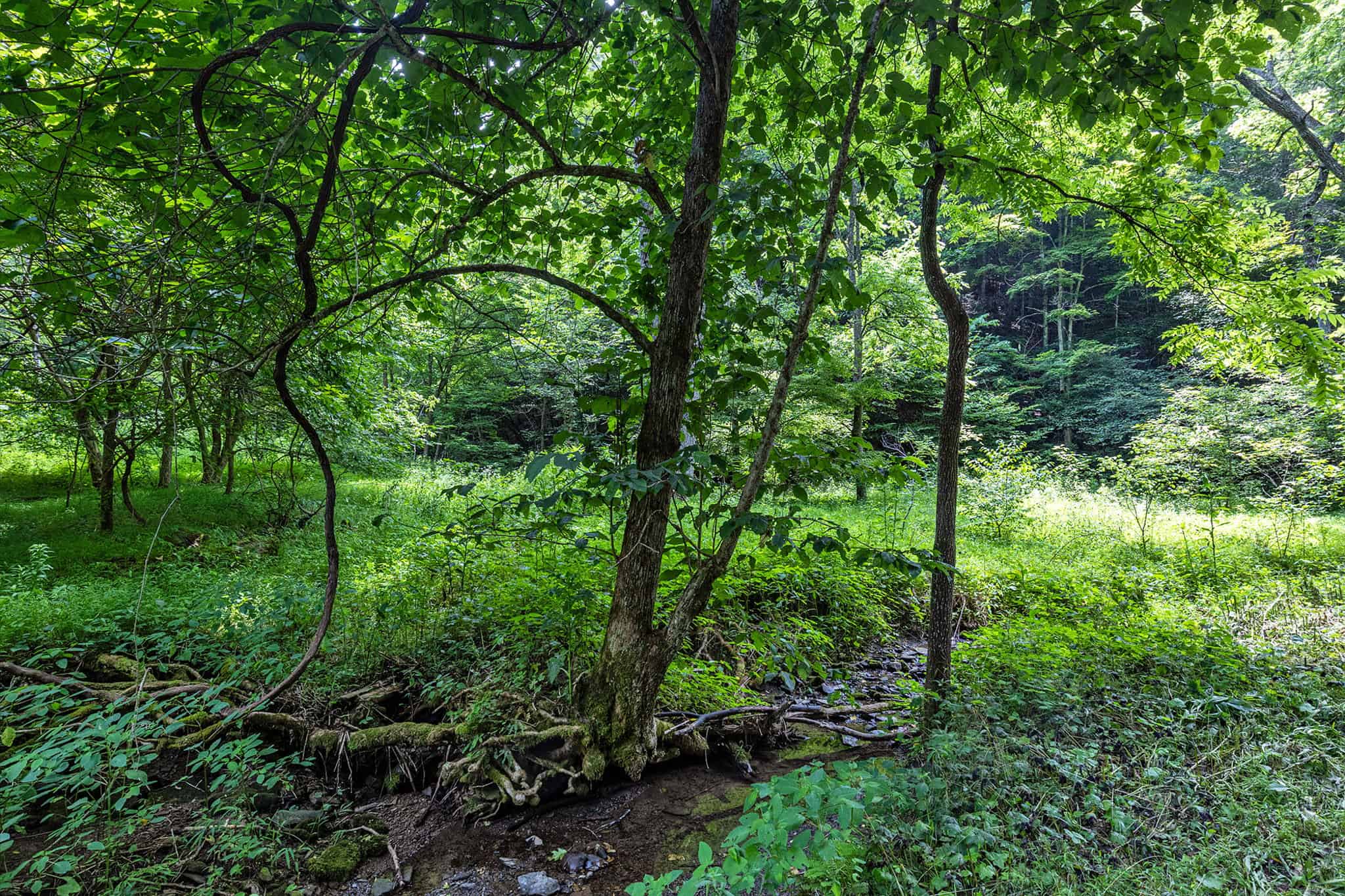 Building Lot for Sale in Bristol VA