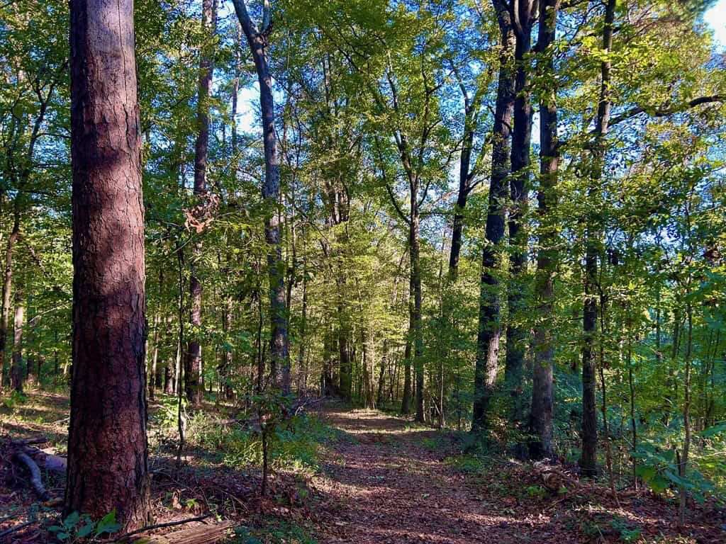 Smithdale MS 80+- Acres For Sale