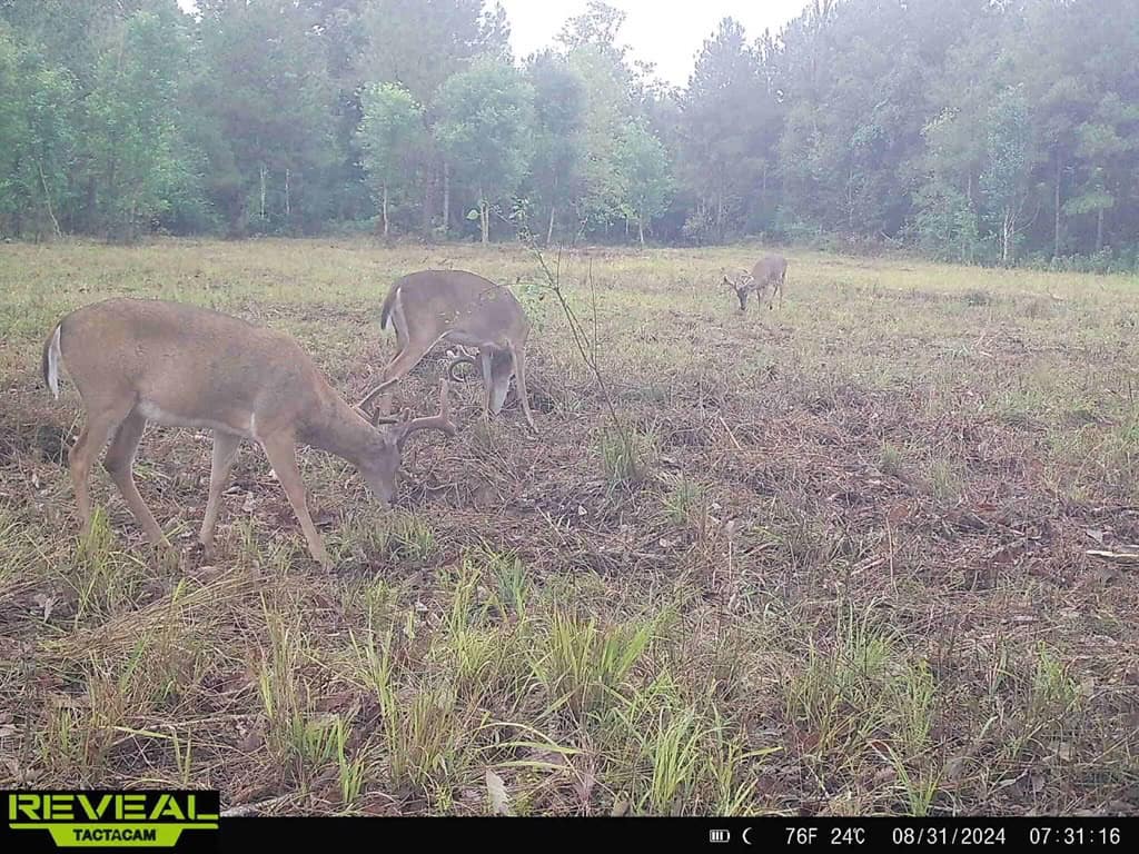 137 Acres for Sale with Comite River Frontage
