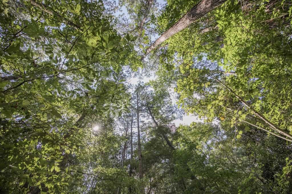 Turnkey Property in Amite County Connected to Caston Creek