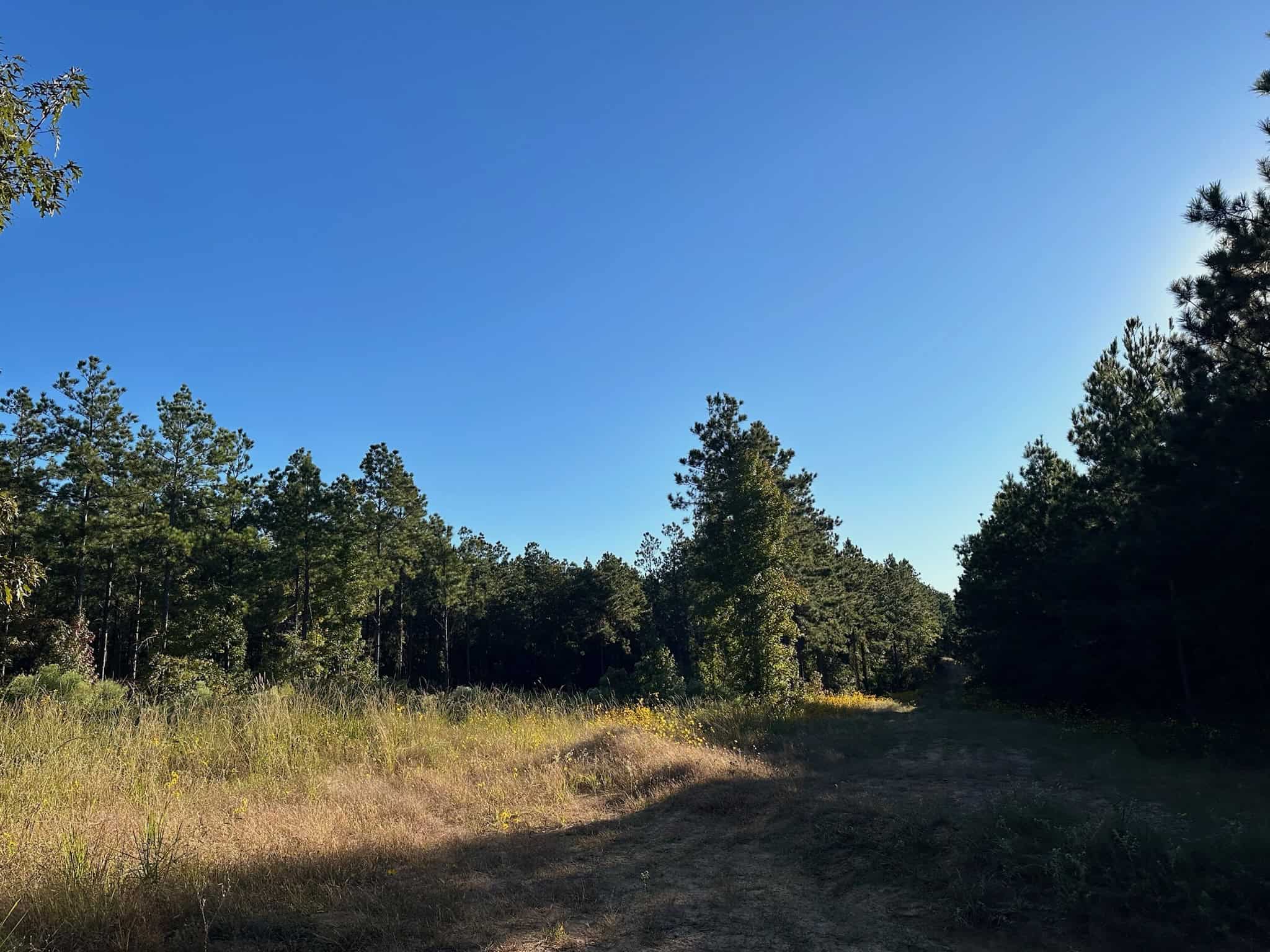 Hunting and Timberland Tract for sale in North Louisiana
