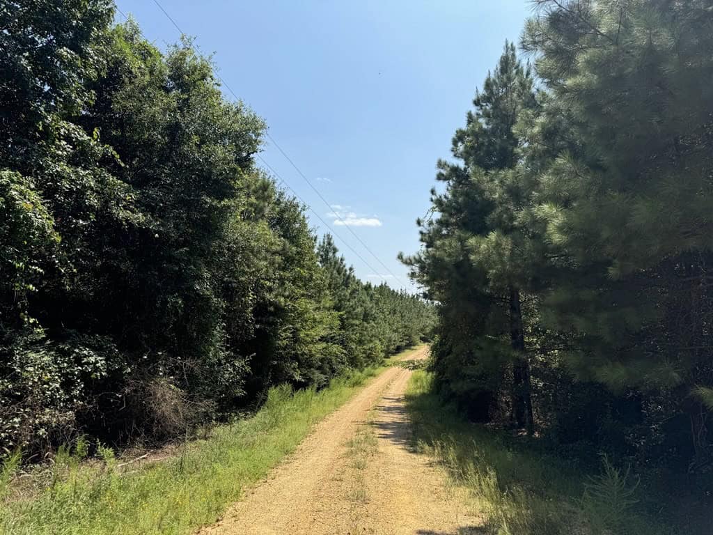 45 Acre Timberland Hunting Lincoln County South MS