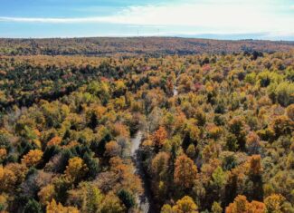 20 Acres Forest Land Under $60,000