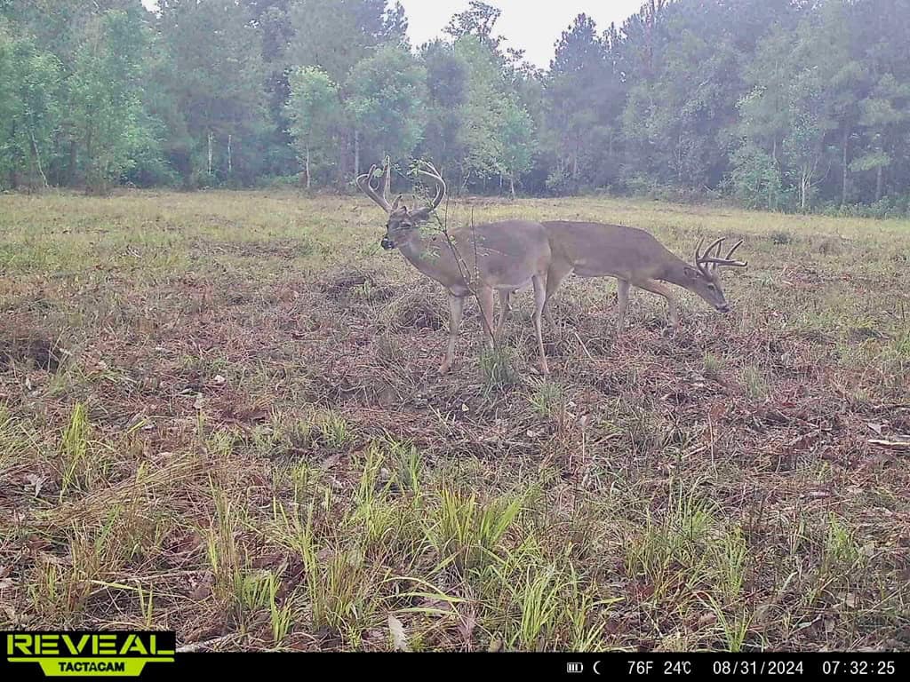137 Acres for Sale with Comite River Frontage