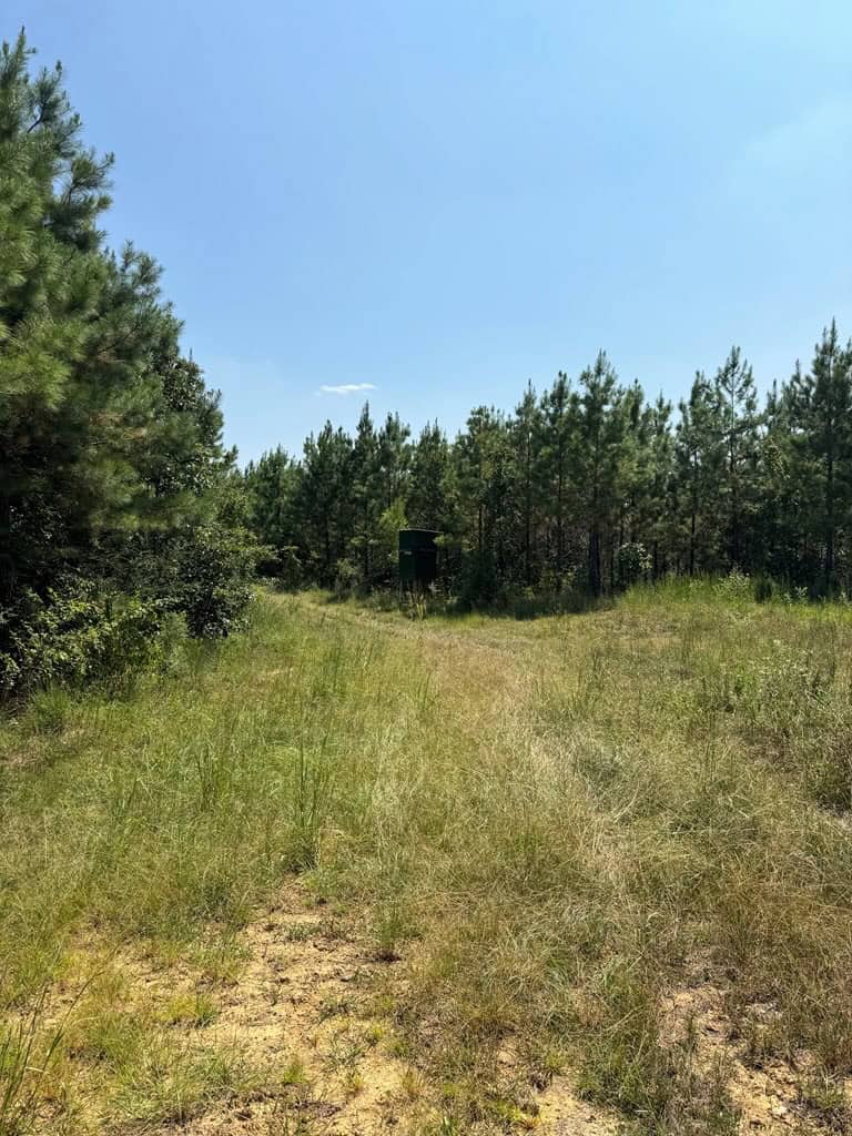 45 Acre Timberland Hunting Lincoln County South MS
