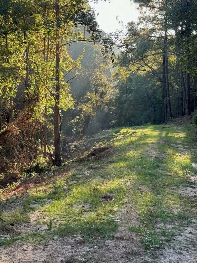 296 Acre Timberland for Sale with Creek Southwest MS