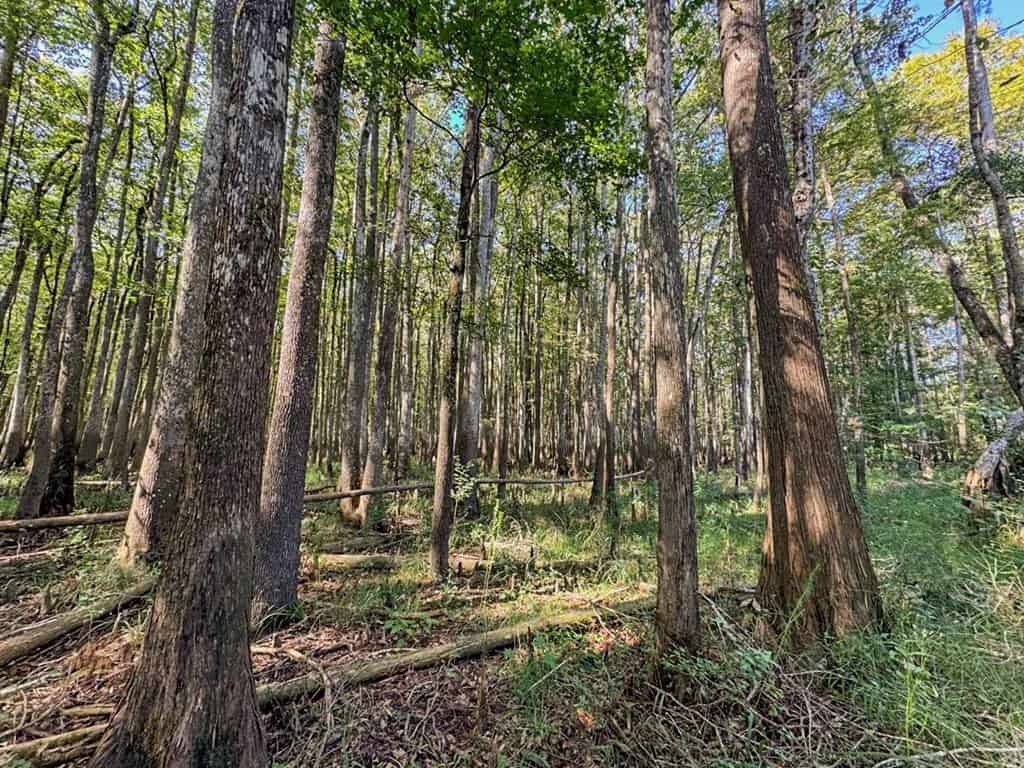 Hunting and Timberland for Sale in Ouachita Parish, LA