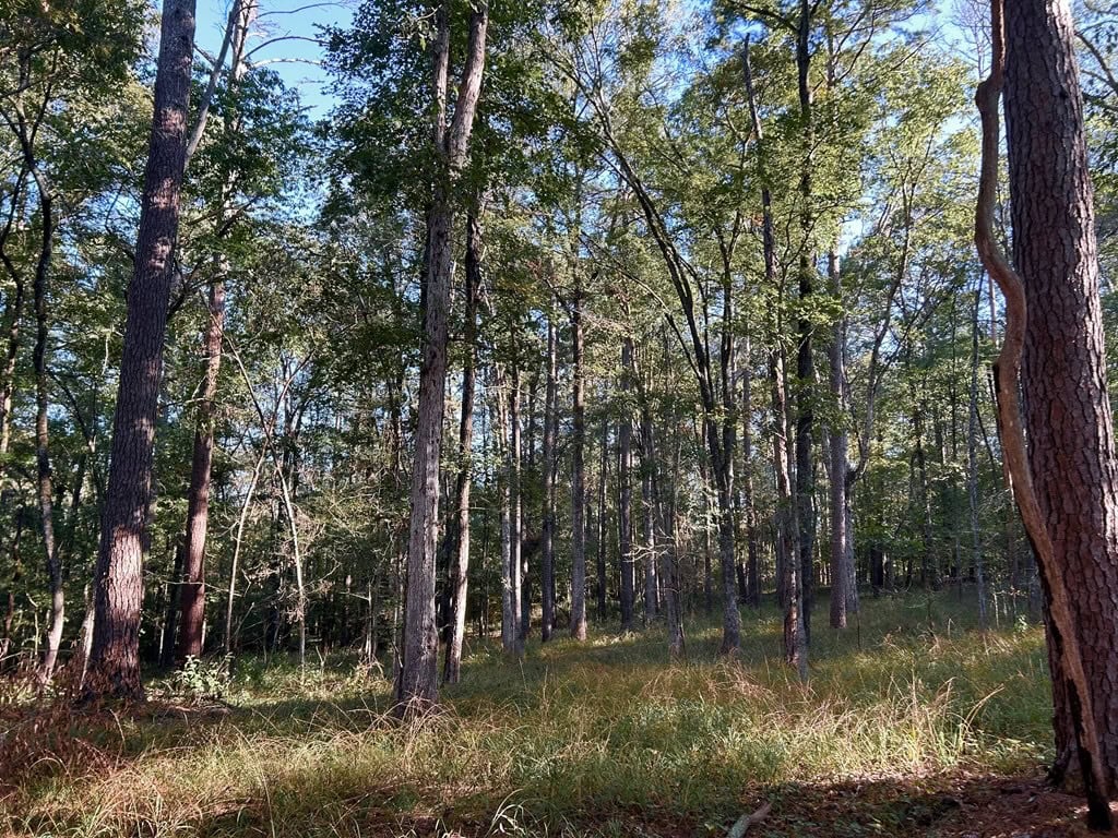 Smithdale MS 80+- Acres For Sale