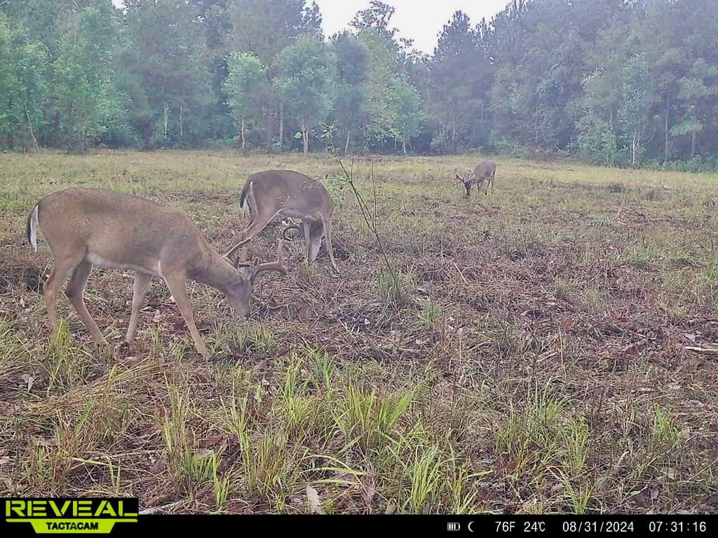 137 Acres for Sale with Comite River Frontage
