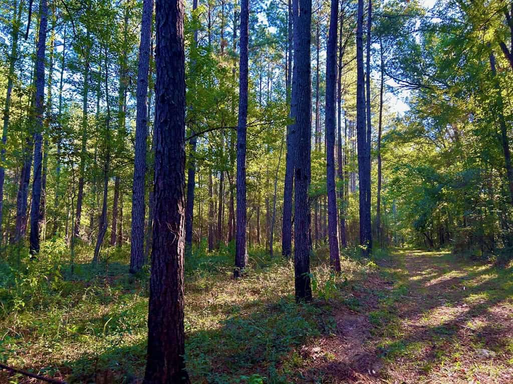 Smithdale MS 80+- Acres For Sale