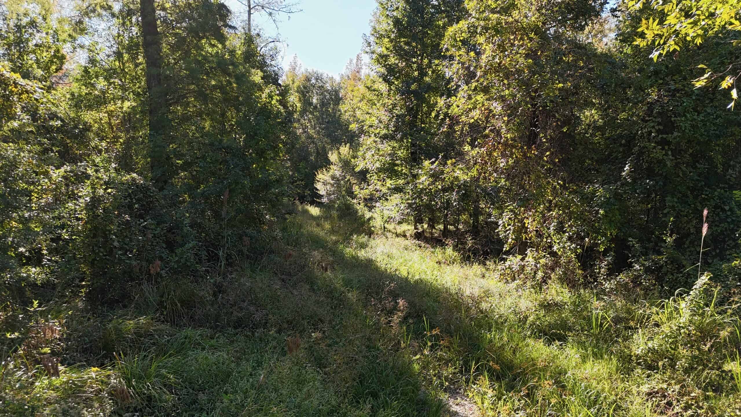 Hunting and Timberland Tract for sale in North Louisiana