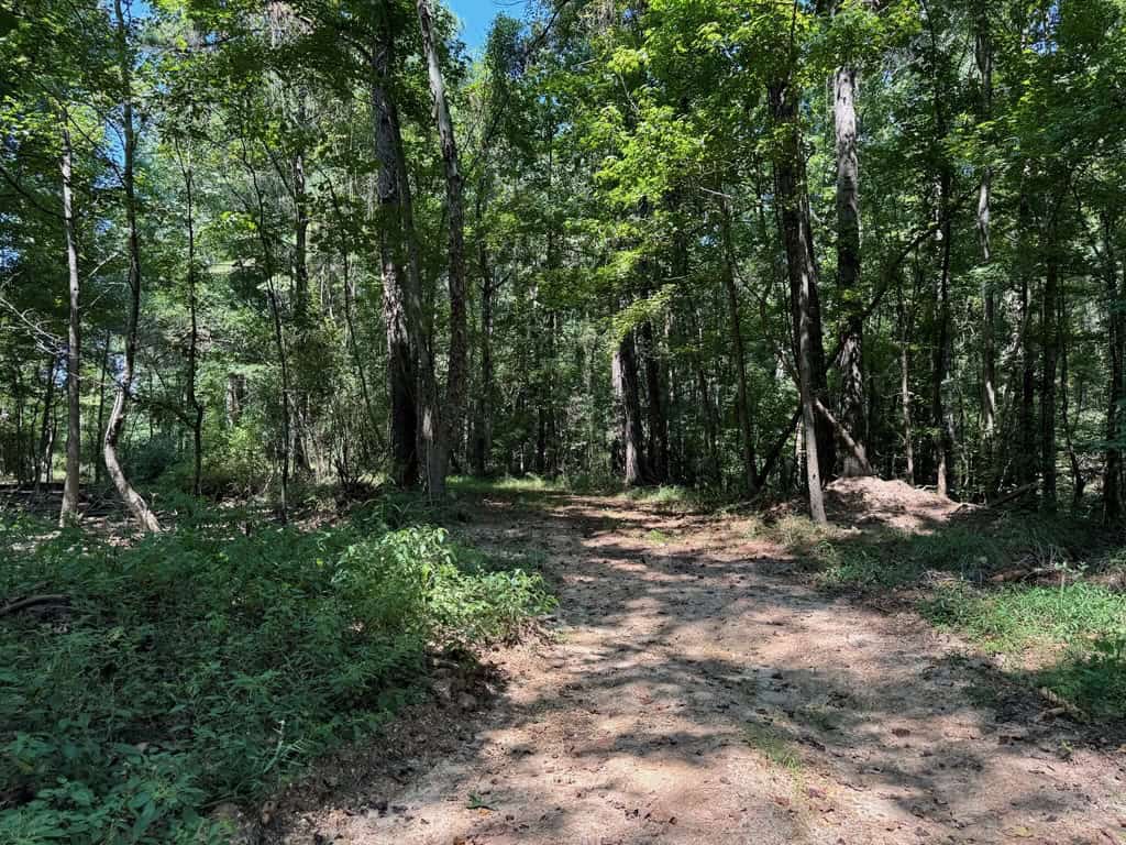 45 Acre Timberland Hunting Lincoln County South MS