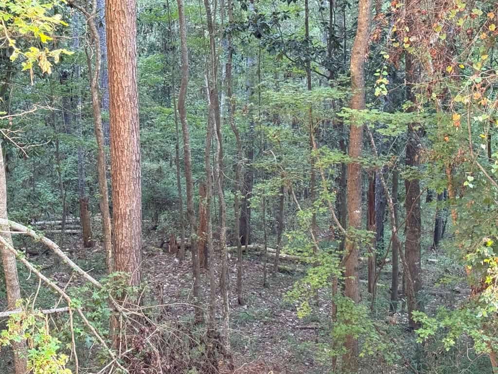 296 Acre Timberland for Sale with Creek Southwest MS