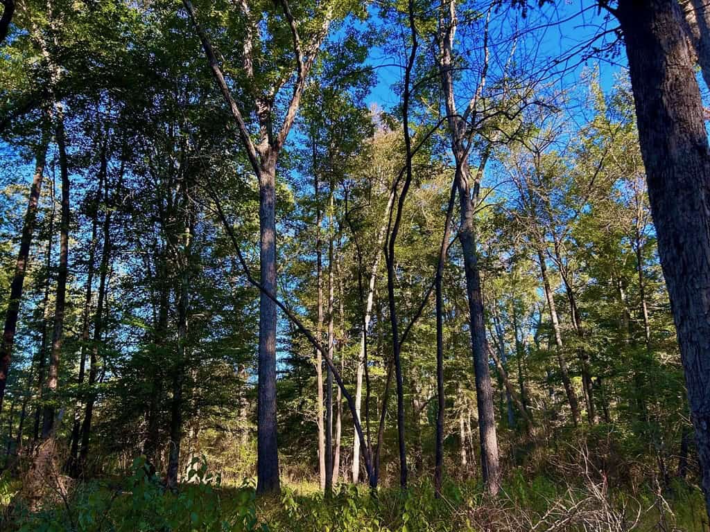 Smithdale MS 80+- Acres For Sale