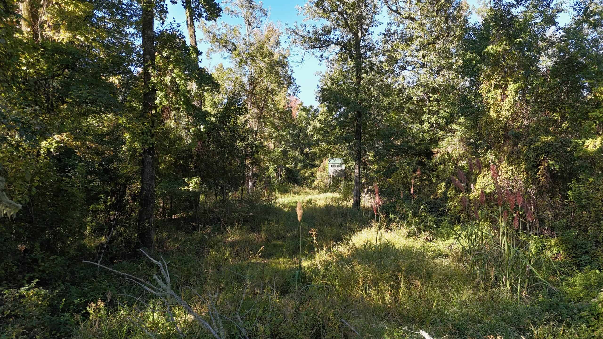Hunting and Timberland Tract for sale in North Louisiana