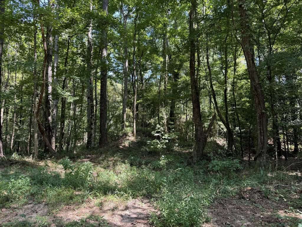 45 Acre Timberland Hunting Lincoln County South MS