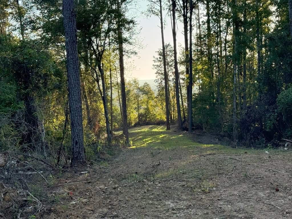 296 Acre Timberland for Sale with Creek Southwest MS