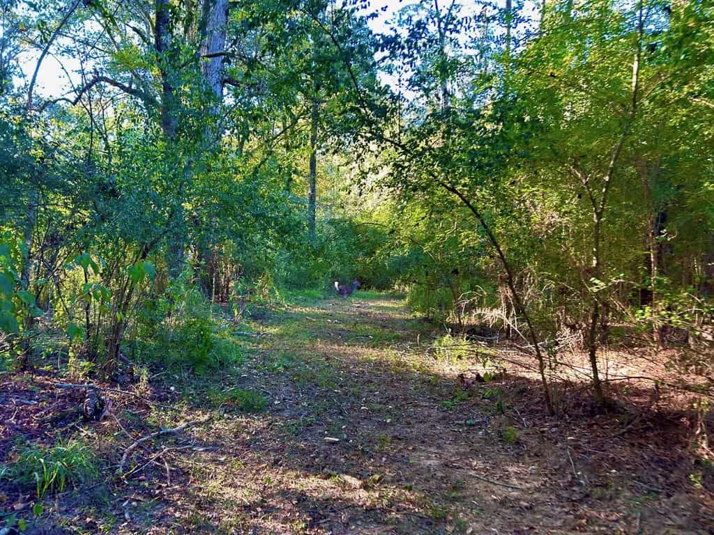 Smithdale MS 80+- Acres For Sale