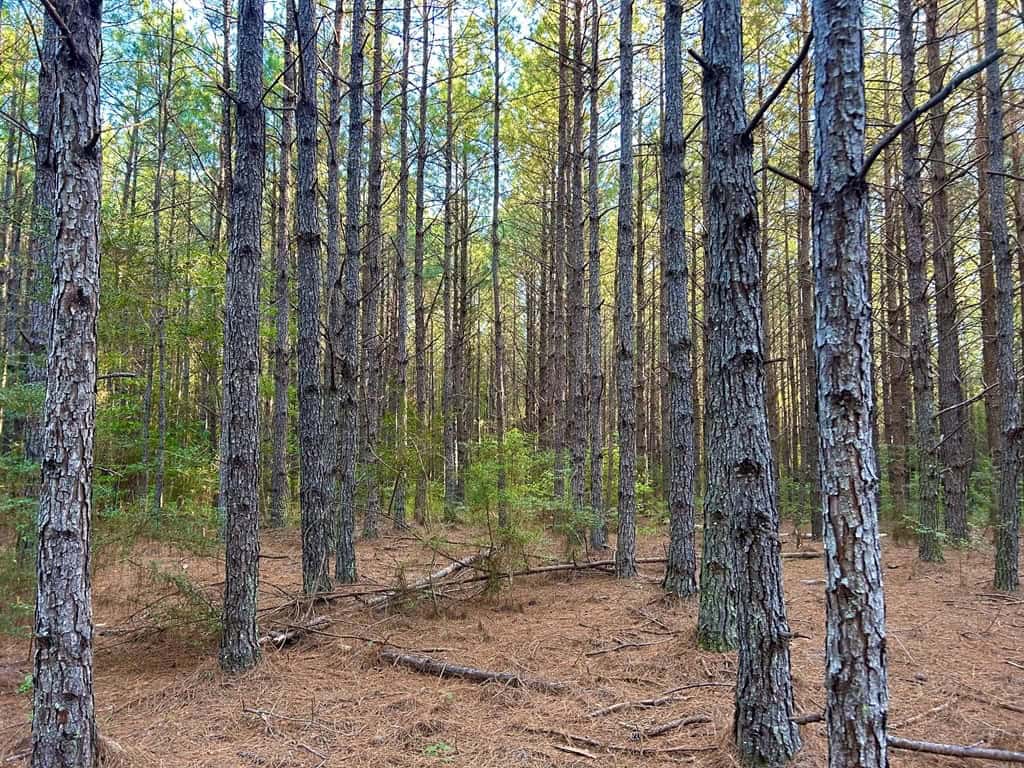 Smithdale MS 100+- Acres For Sale
