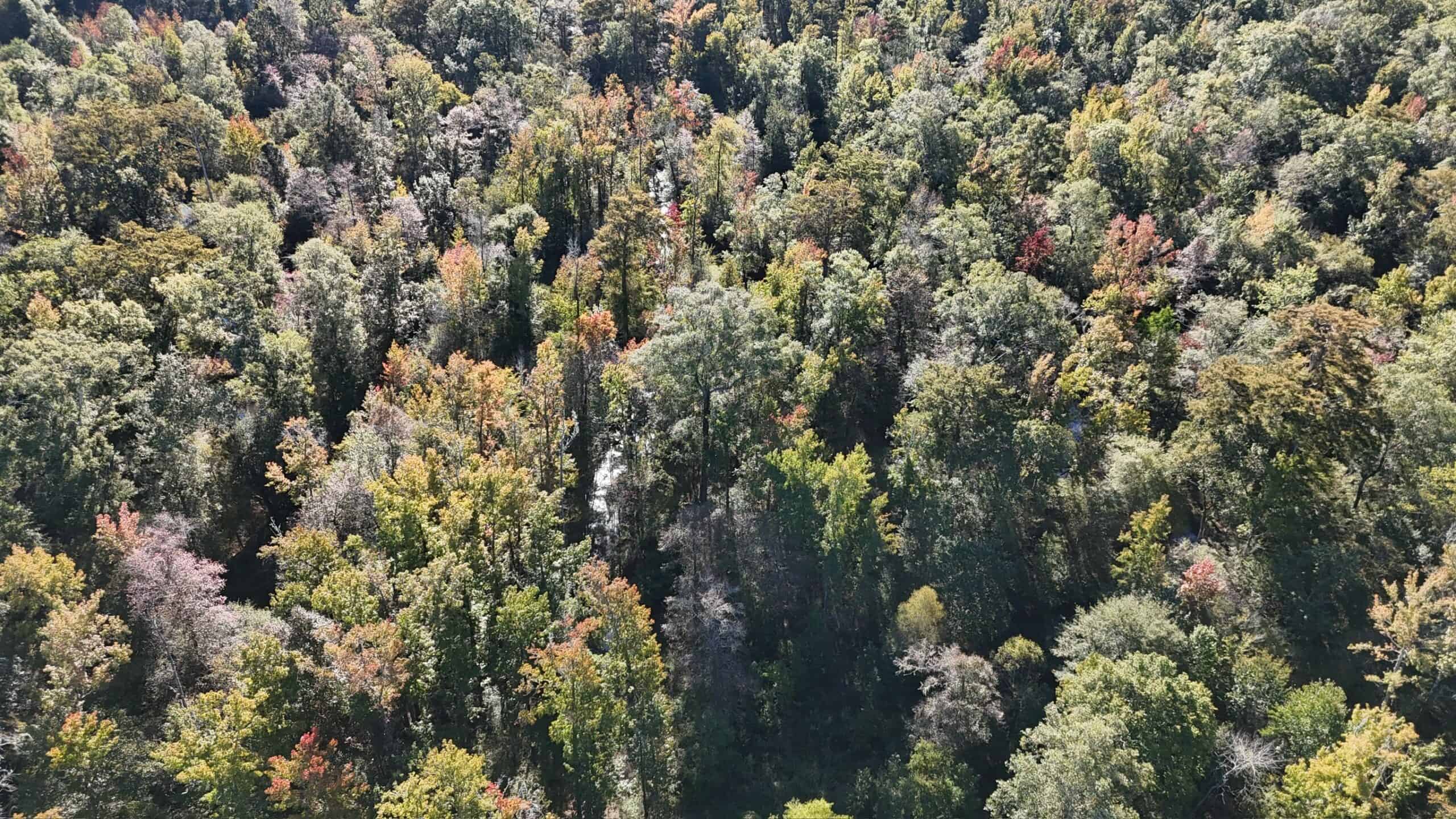Hunting and Timberland Tract for sale in North Louisiana