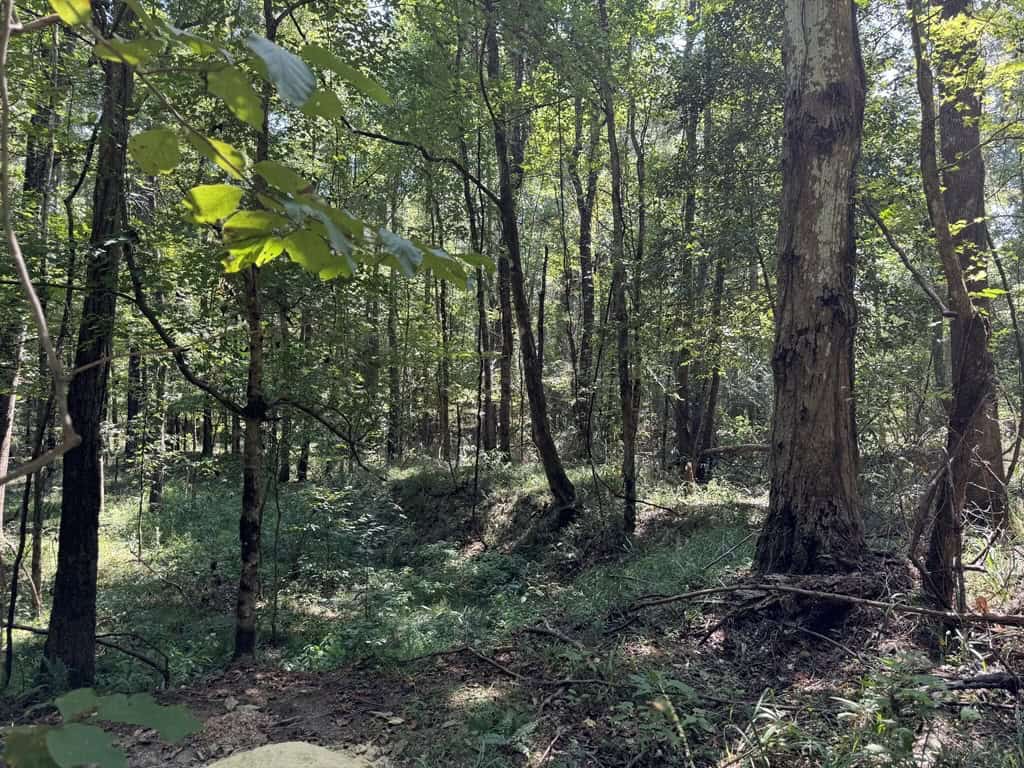 45 Acre Timberland Hunting Lincoln County South MS