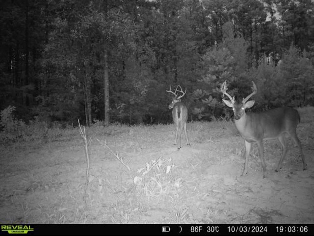 Turnkey Hunting Property Connected to Caston Creek WMA