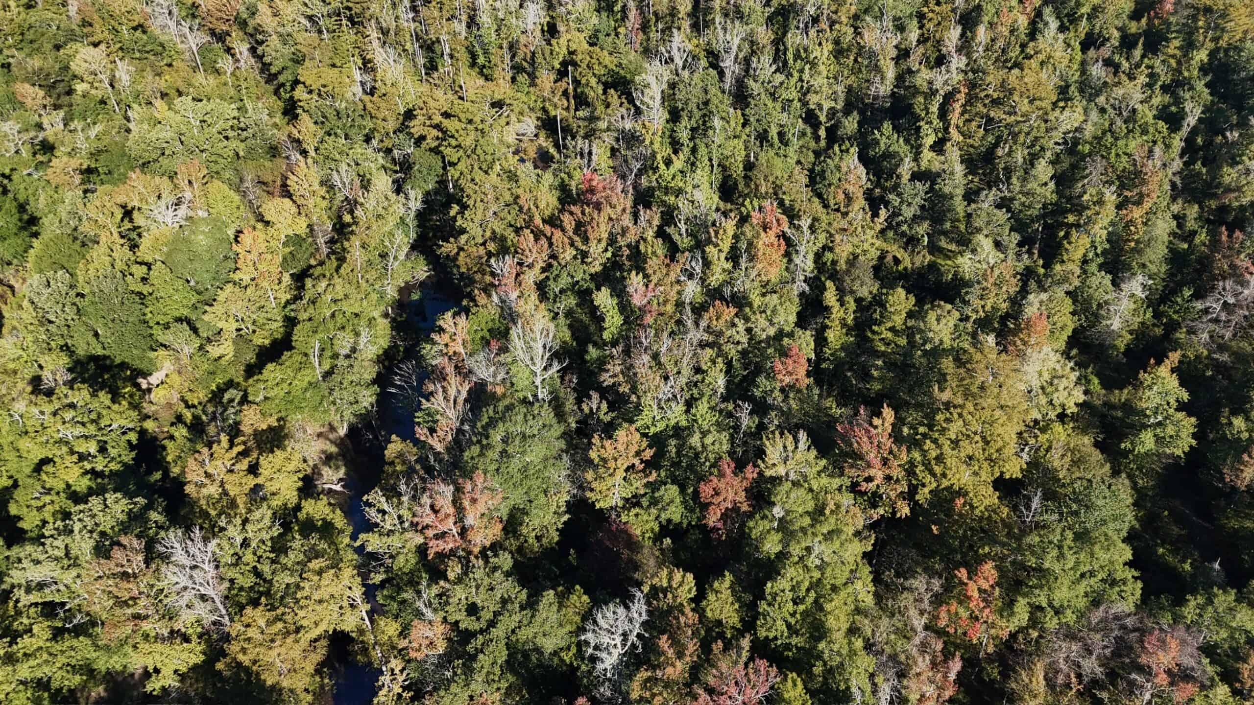 Hunting and Timberland Tract for sale in North Louisiana